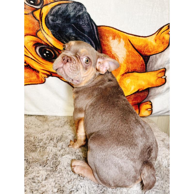 販売中の奈良県のフレンチブルドッグ-444261の6枚目