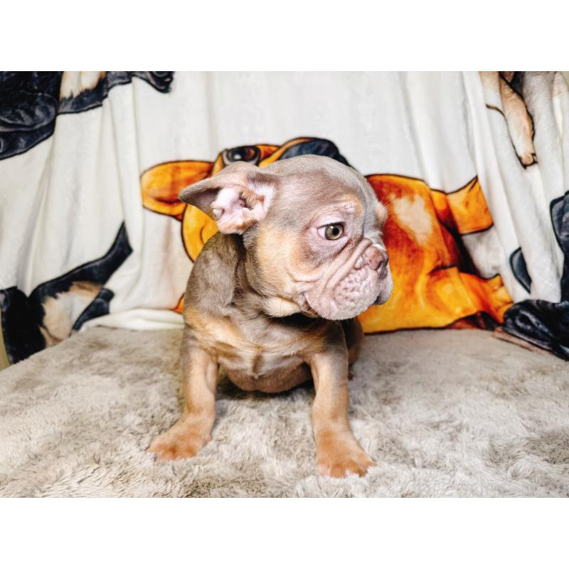 販売中の奈良県のフレンチブルドッグ-444261の5枚目