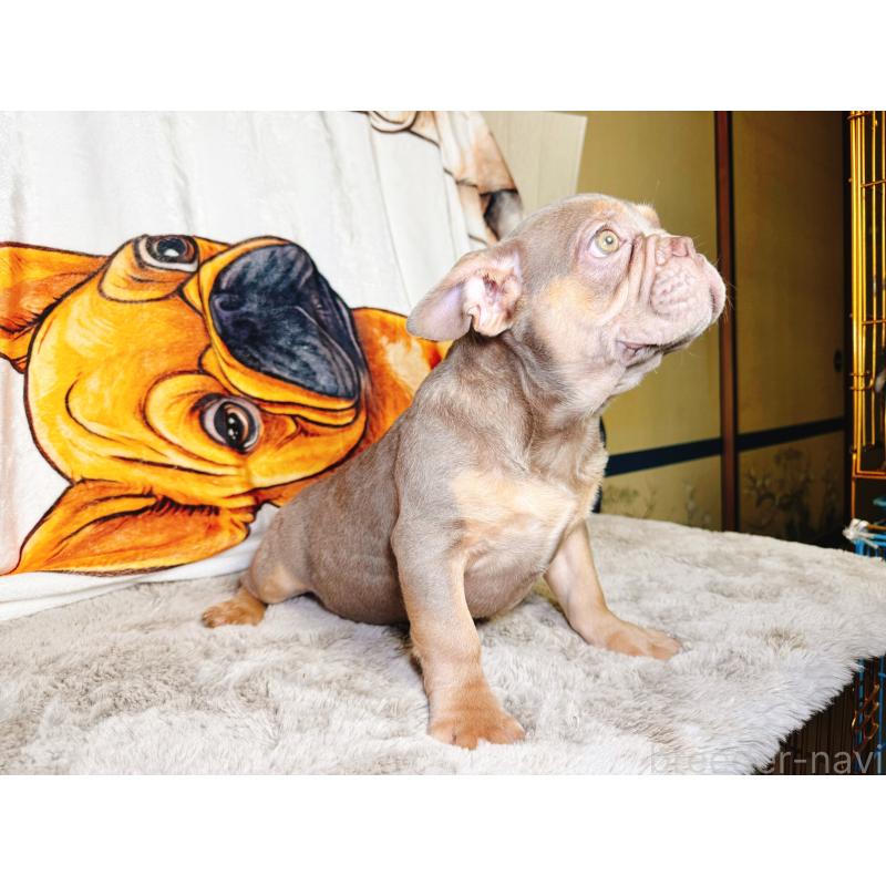 販売中の奈良県のフレンチブルドッグ-444261の3枚目