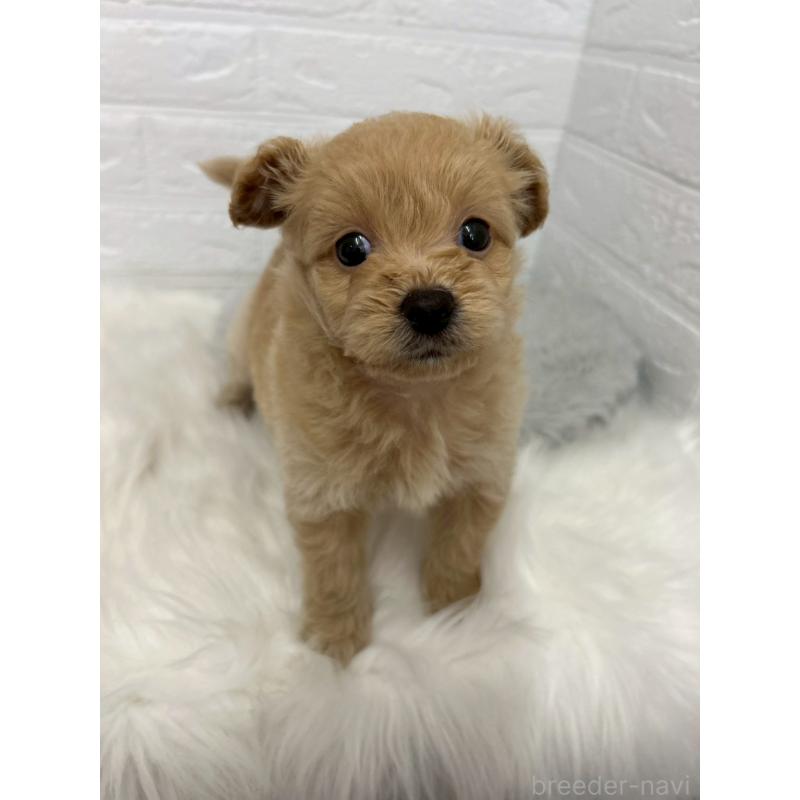 販売中の岡山県のポメプー:ポメラニアン×トイプードル-444262の12枚目