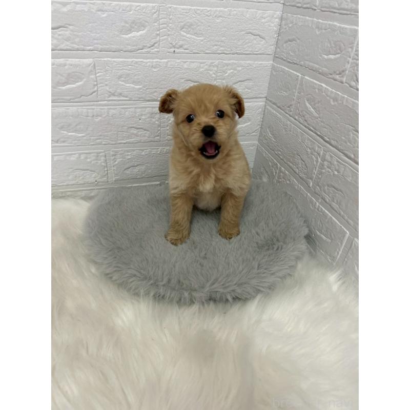 販売中の岡山県のポメプー:ポメラニアン×トイプードル-444262の11枚目