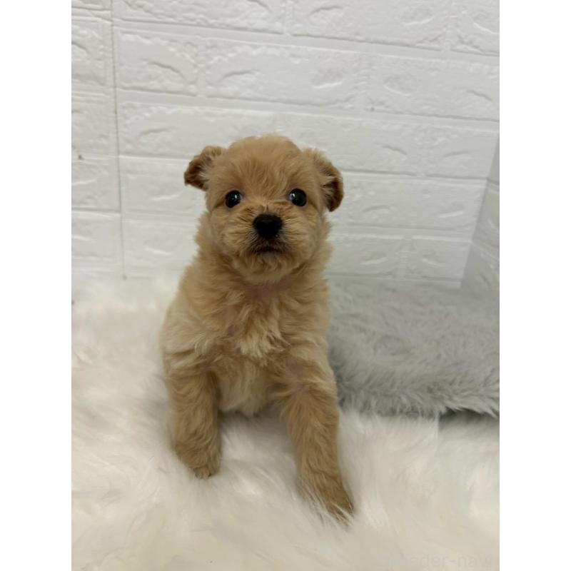 販売中の岡山県のポメプー:ポメラニアン×トイプードル-444262の9枚目