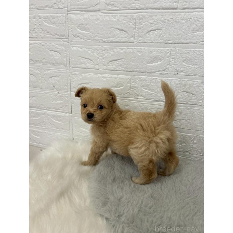 販売中の岡山県のポメプー:ポメラニアン×トイプードル-444262の8枚目