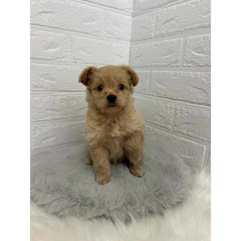 販売中の岡山県のポメプー:ポメラニアン×トイプードル-444262の6枚目