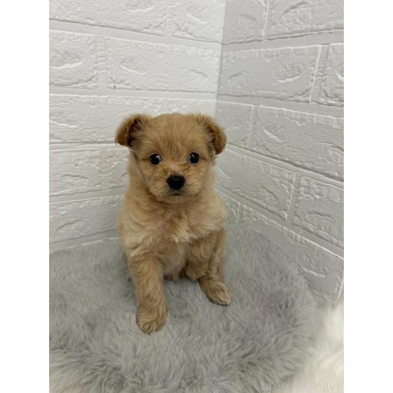 販売中の岡山県のポメプー:ポメラニアン×トイプードル-444262の5枚目