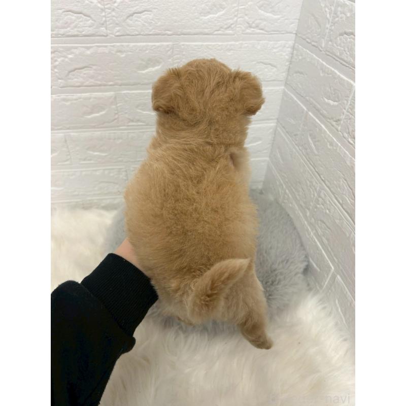 販売中の岡山県のポメプー:ポメラニアン×トイプードル-444262の4枚目