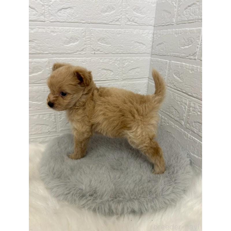 販売中の岡山県のポメプー:ポメラニアン×トイプードル-444262の3枚目