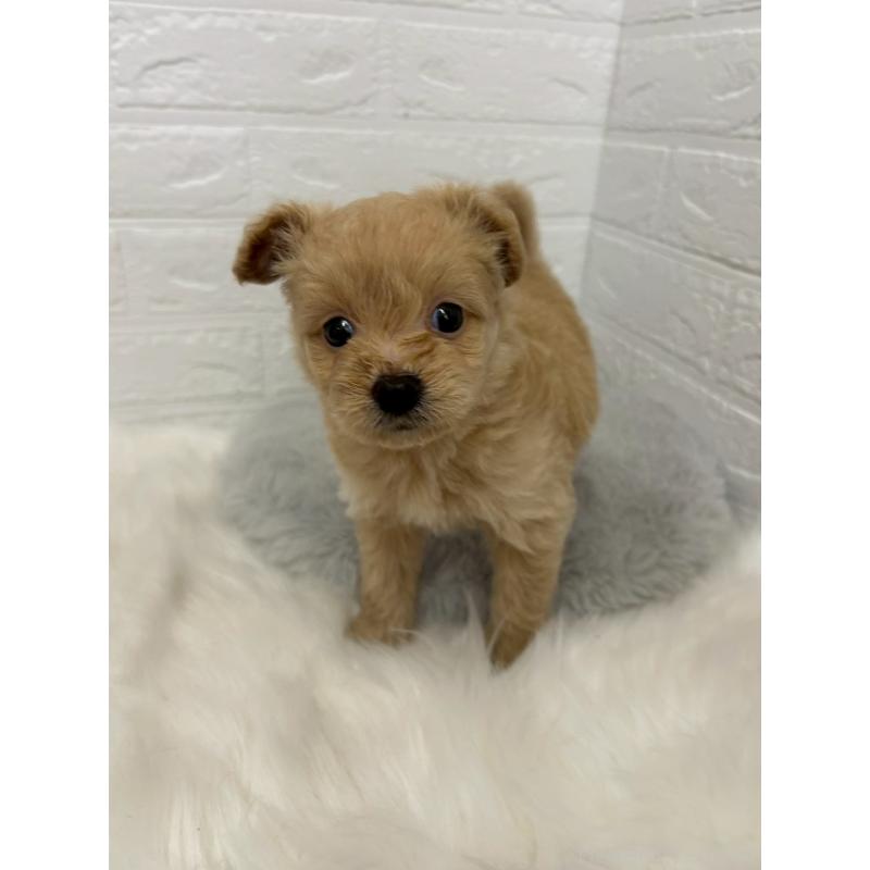 販売中の岡山県のポメプー:ポメラニアン×トイプードル-444262の2枚目