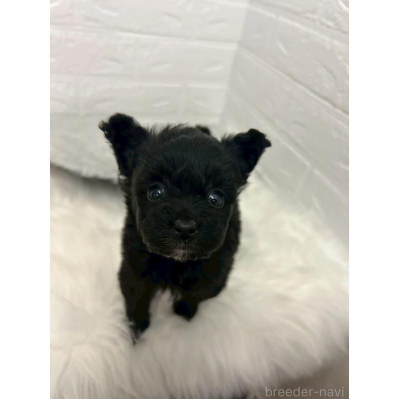 販売中の岡山県のポメプー:ポメラニアン×トイプードル-444263の10枚目