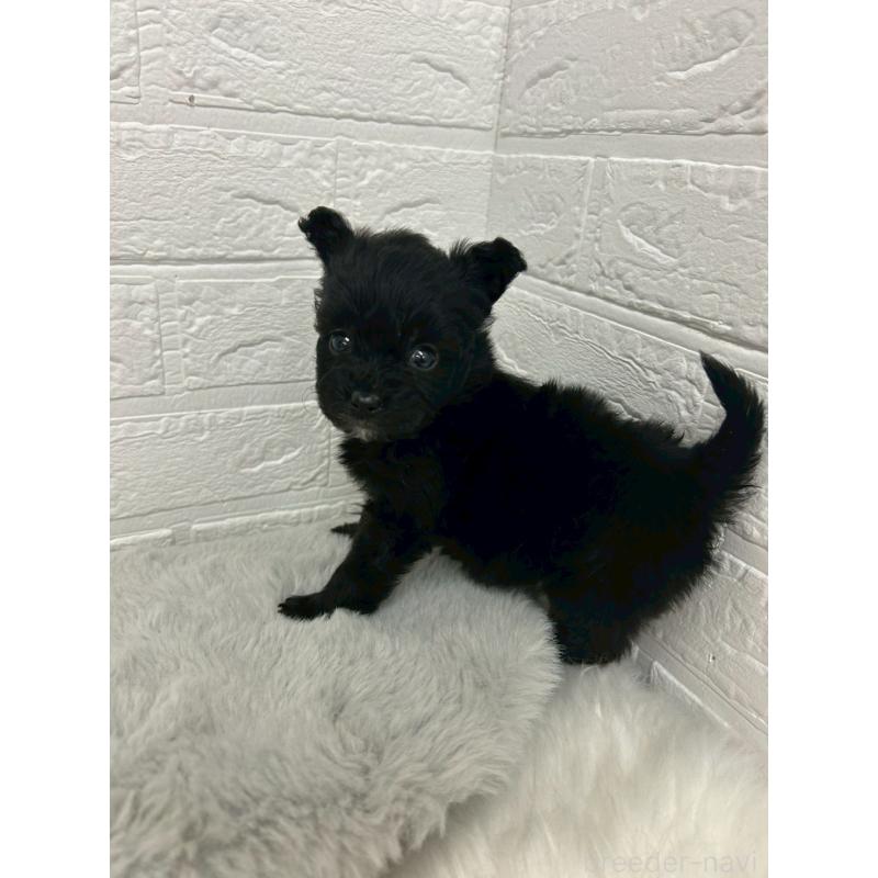 販売中の岡山県のポメプー:ポメラニアン×トイプードル-444263の9枚目