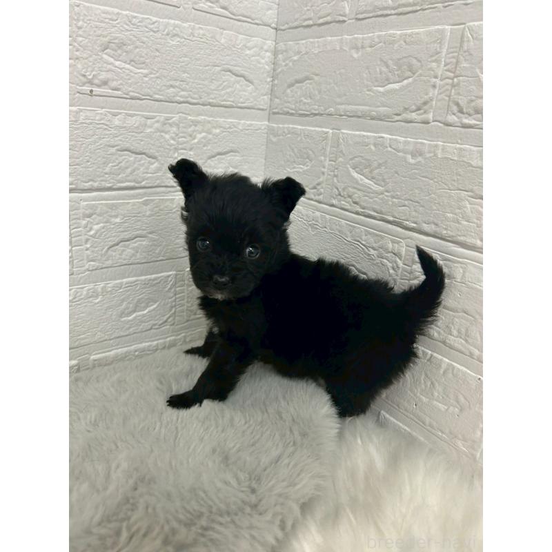 販売中の岡山県のポメプー:ポメラニアン×トイプードル-444263の8枚目