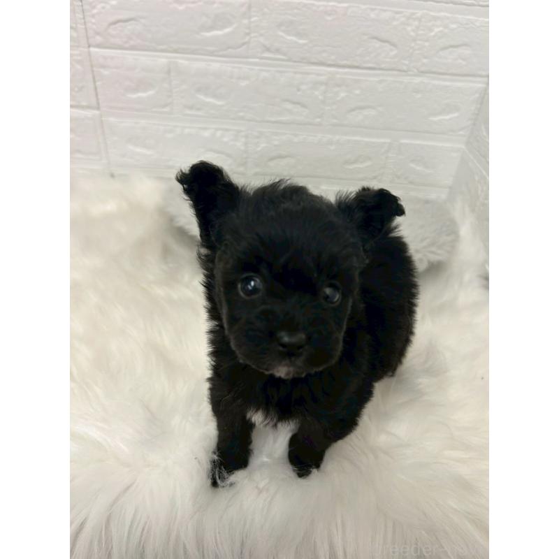 販売中の岡山県のポメプー:ポメラニアン×トイプードル-444263の6枚目