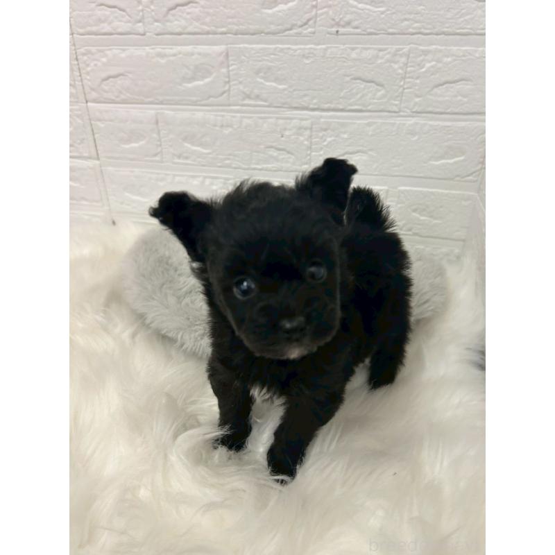 販売中の岡山県のポメプー:ポメラニアン×トイプードル-444263の4枚目