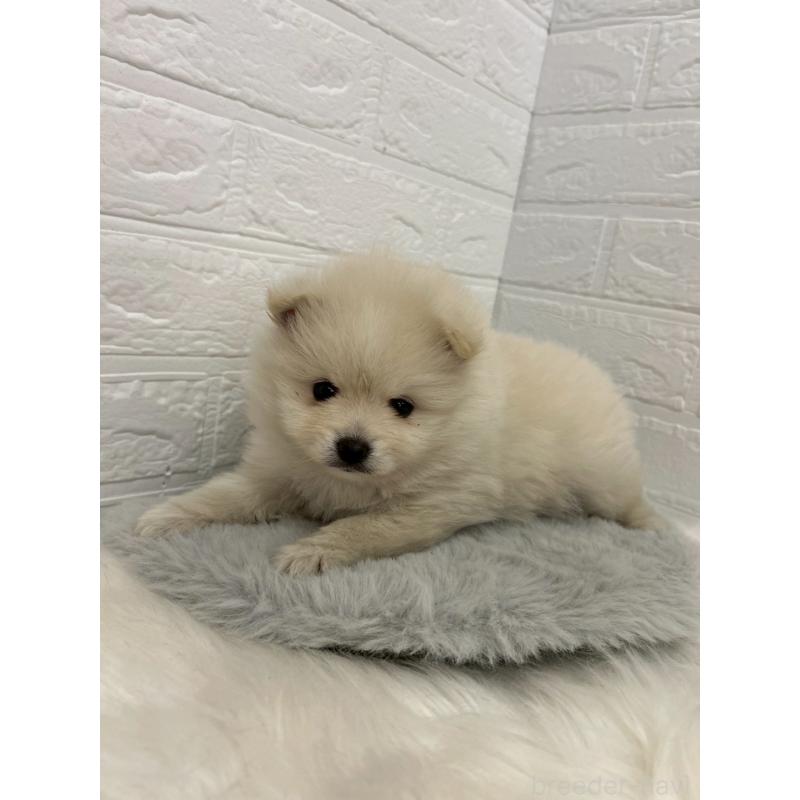 販売中の岡山県のポメラニアン-444264の10枚目