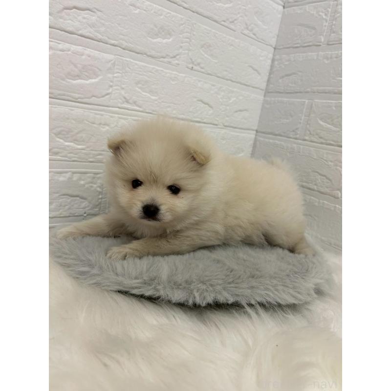 販売中の岡山県のポメラニアン-444264の9枚目