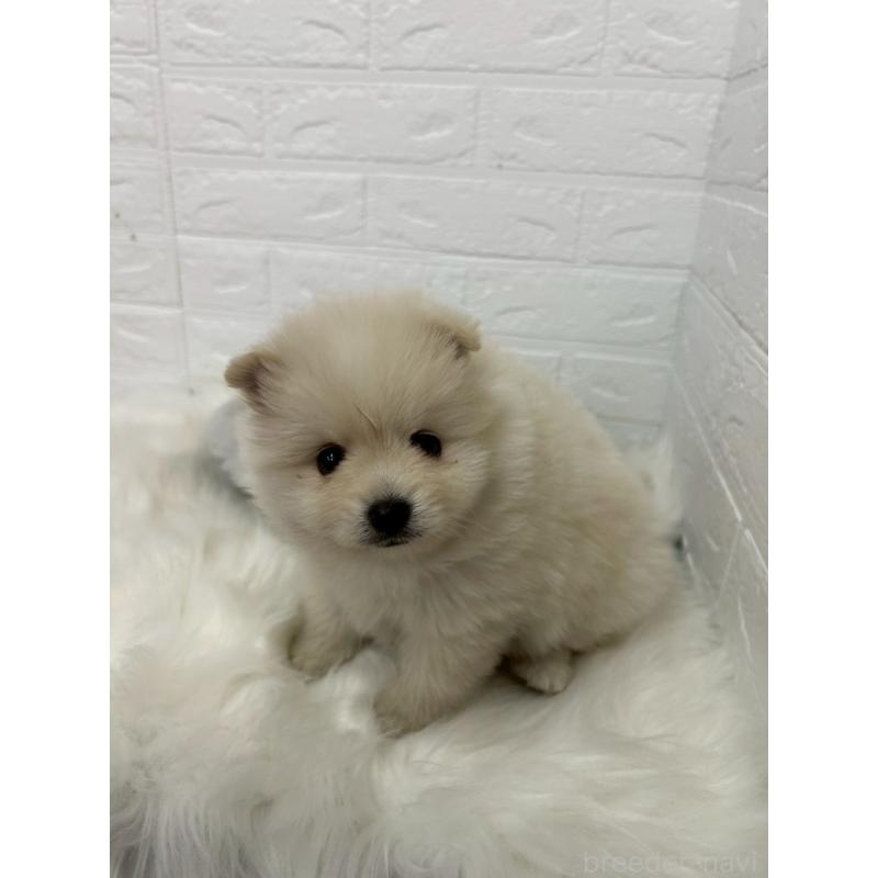 販売中の岡山県のポメラニアン-444264の8枚目