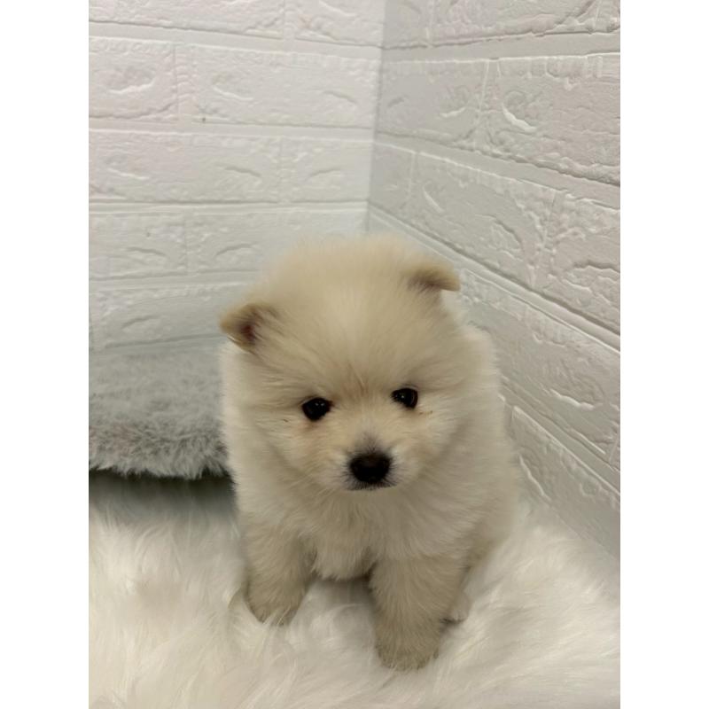 販売中の岡山県のポメラニアン-444264の7枚目