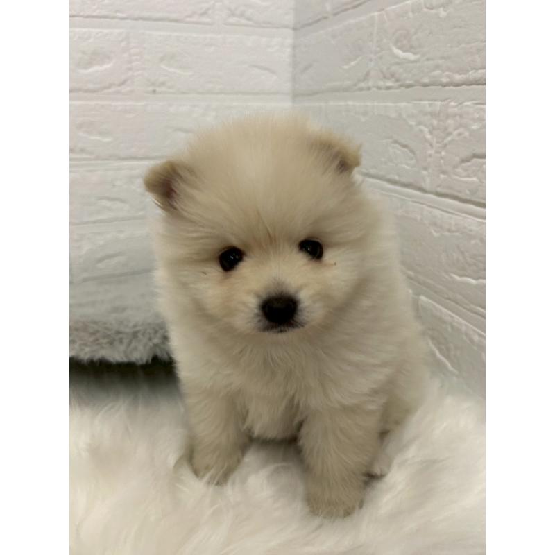 販売中の岡山県のポメラニアン-444264の6枚目