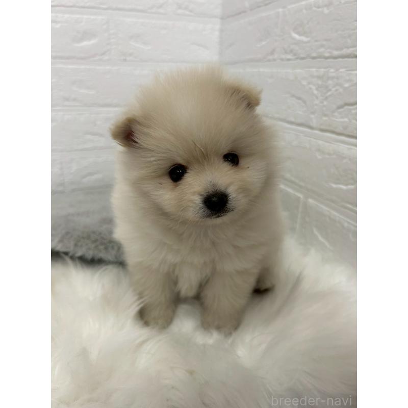 販売中の岡山県のポメラニアン-444264の4枚目
