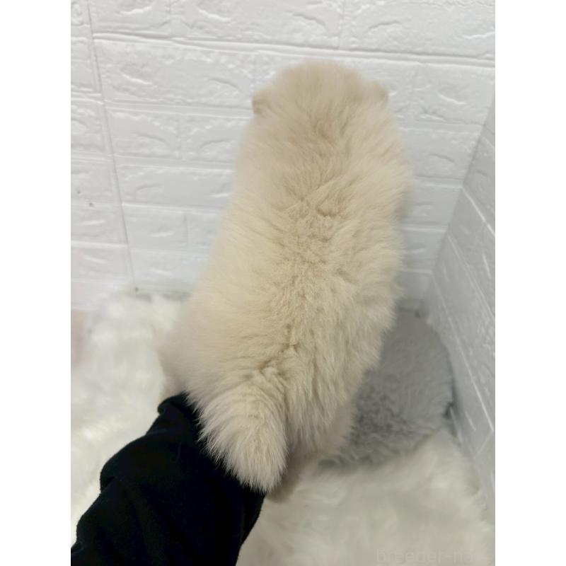 販売中の岡山県のポメラニアン-444264の3枚目