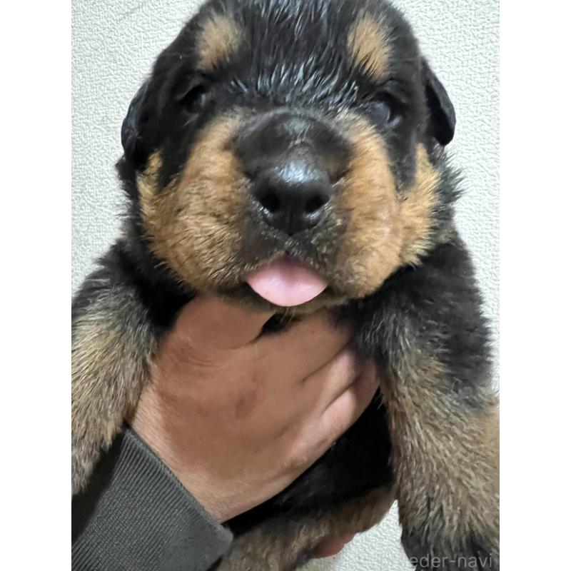 販売中の愛知県のロットワイラー-440468