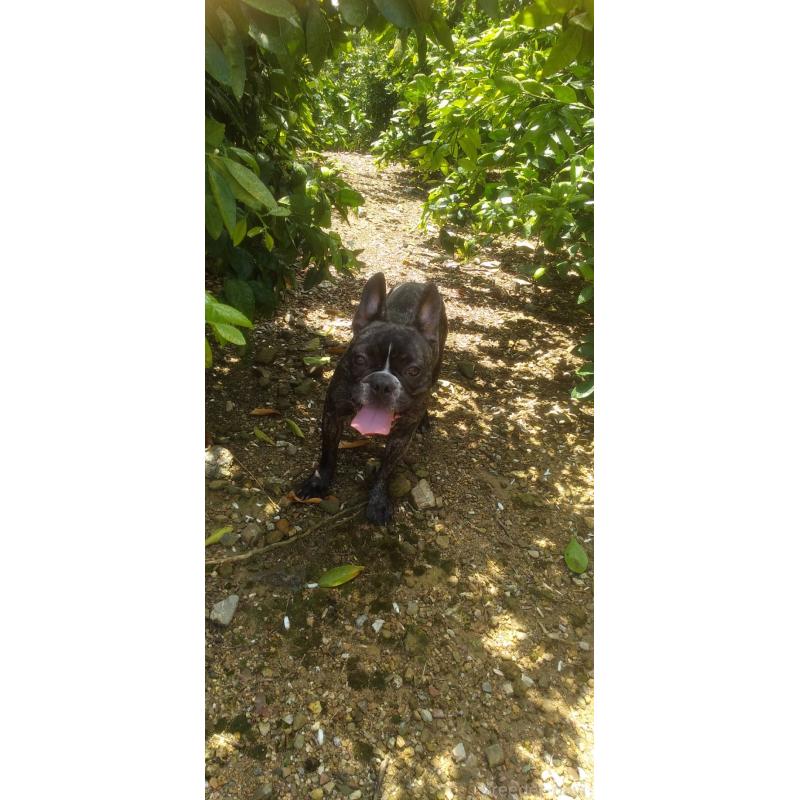 ののフレンチブルドッグ-