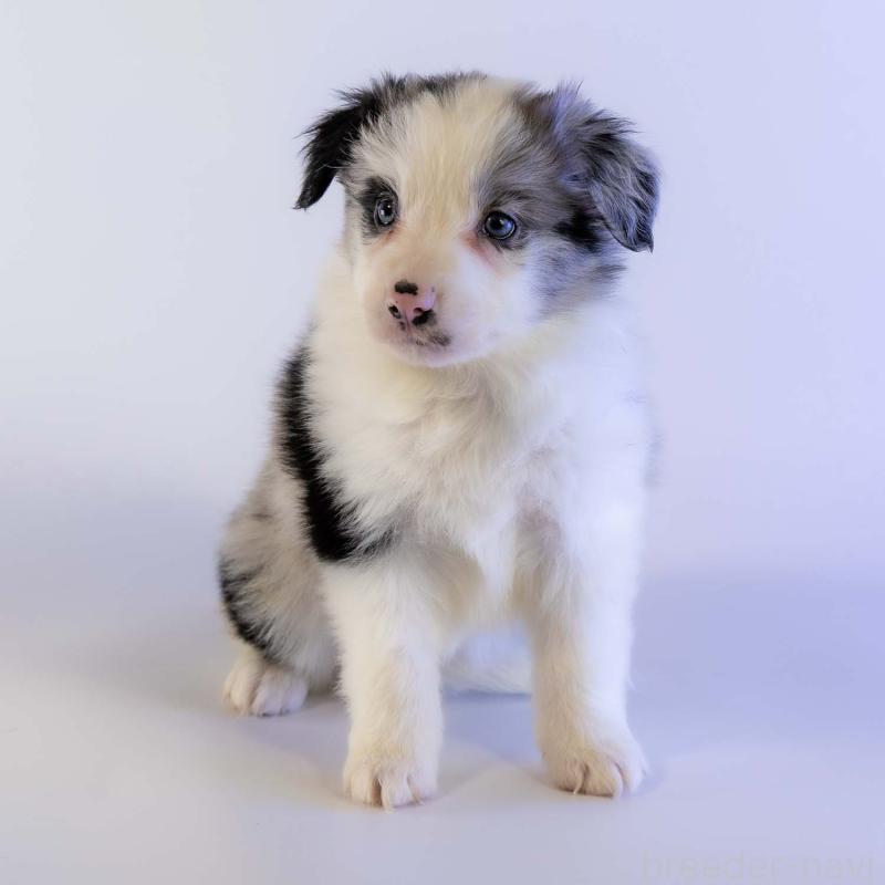 商談中の鹿児島県のボーダーコリー-441360の14枚目