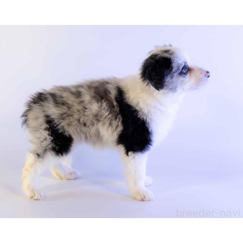 商談中の鹿児島県のボーダーコリー-441360の12枚目