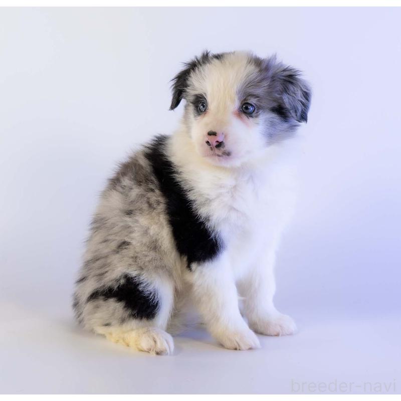 商談中の鹿児島県のボーダーコリー-441360の11枚目