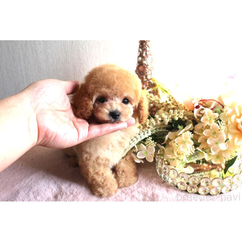 販売中の茨城県のティーカッププードル-444443の6枚目