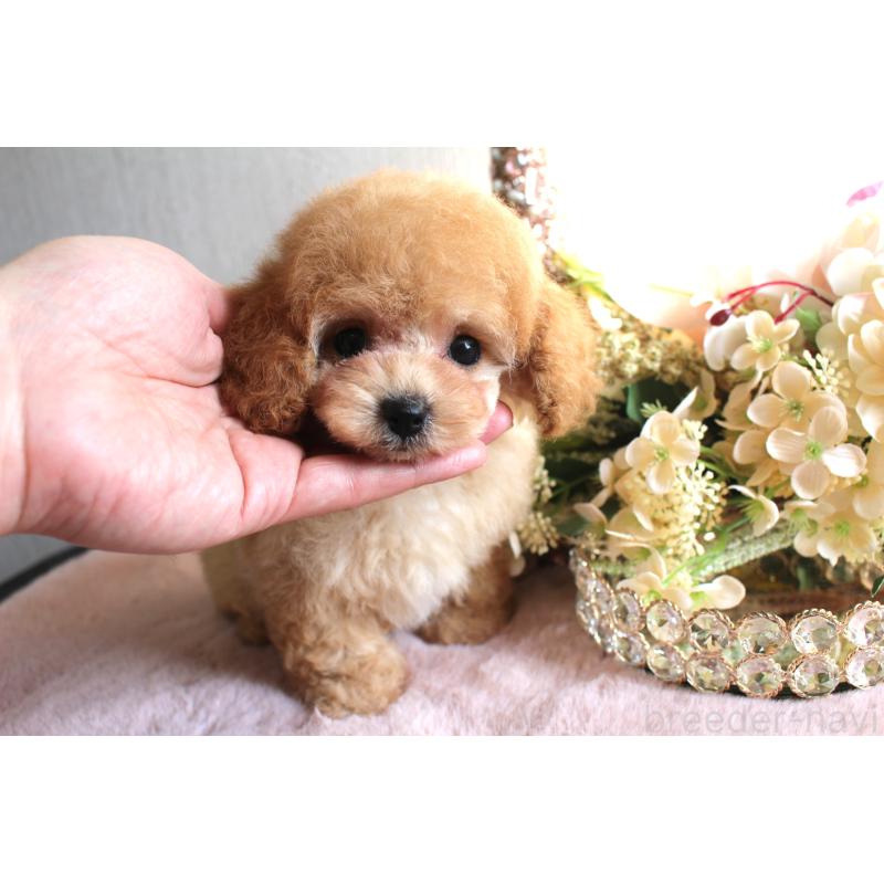 販売中の茨城県のティーカッププードル-444443の5枚目