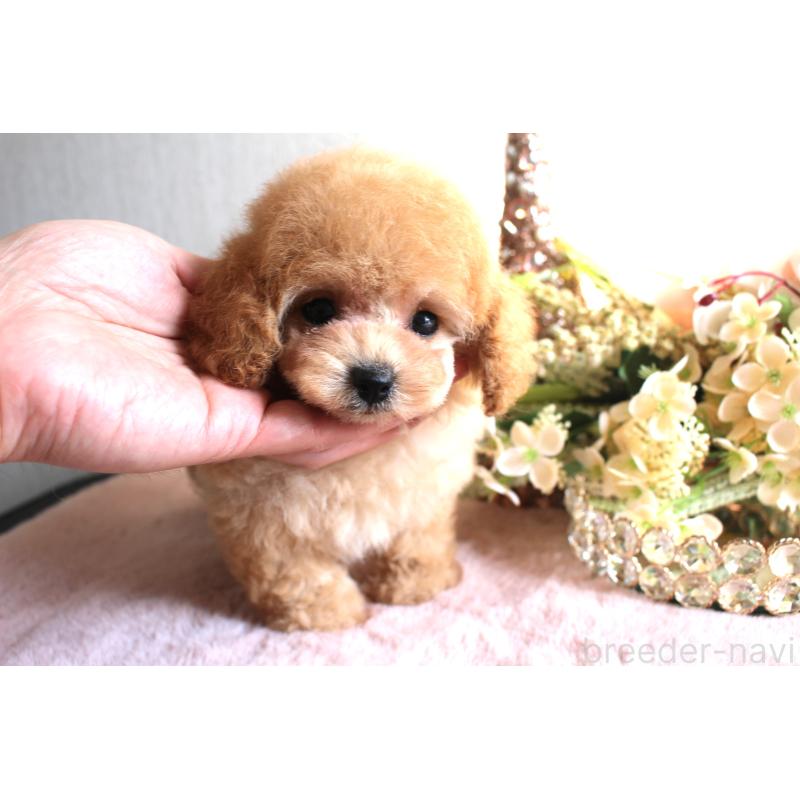 販売中の茨城県のティーカッププードル-444443の4枚目