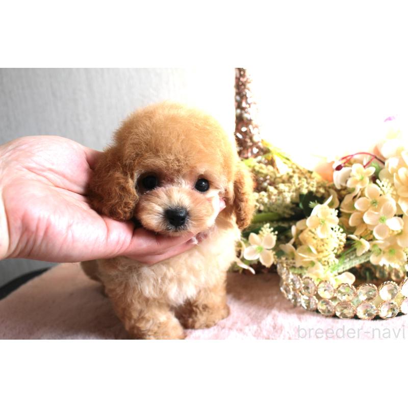 販売中の茨城県のティーカッププードル-444443の3枚目