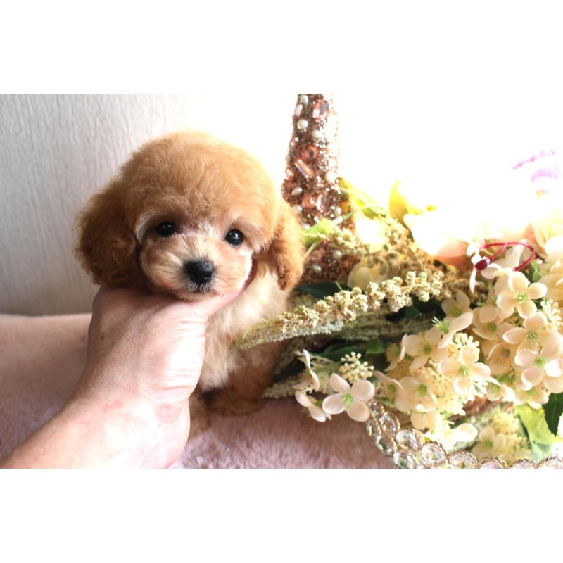 販売中の茨城県のティーカッププードル-444443の2枚目