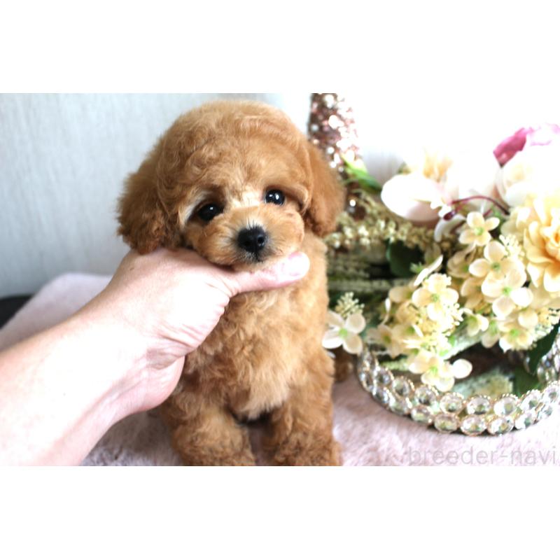 販売中の茨城県のティーカッププードル-444445の7枚目