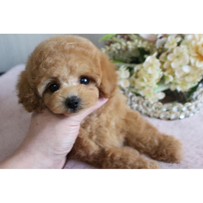 販売中の茨城県のティーカッププードル-444445の6枚目