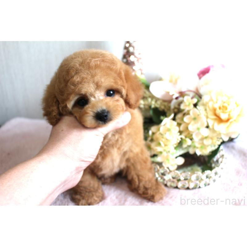 販売中の茨城県のティーカッププードル-444445の5枚目