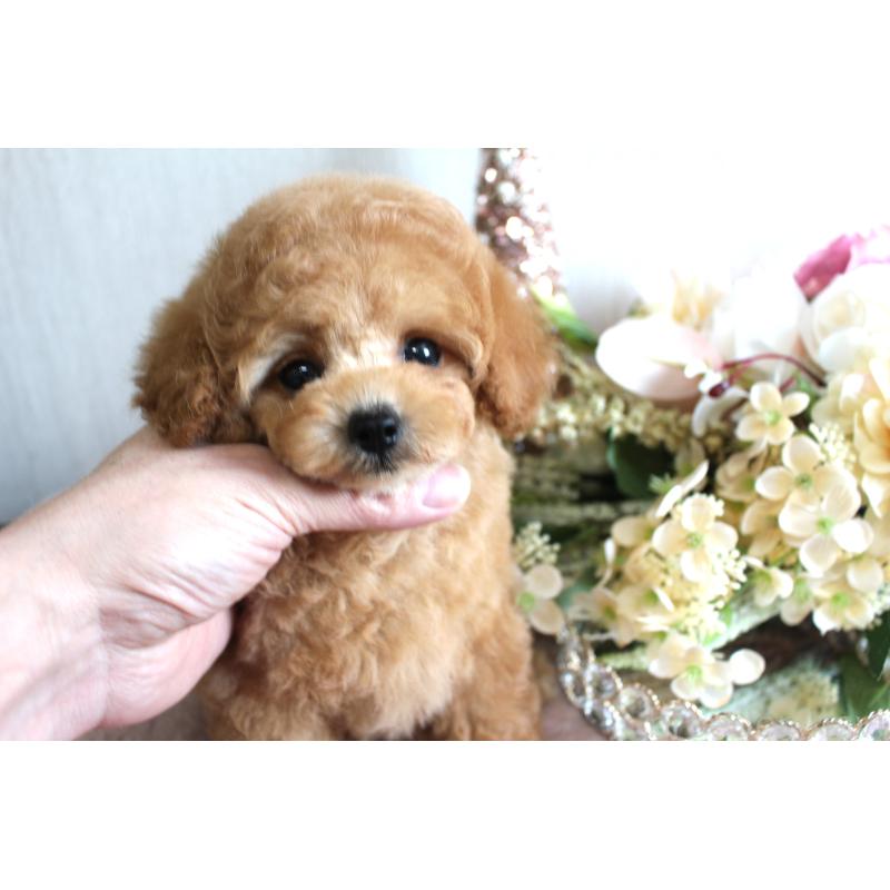 販売中の茨城県のティーカッププードル-444445の4枚目