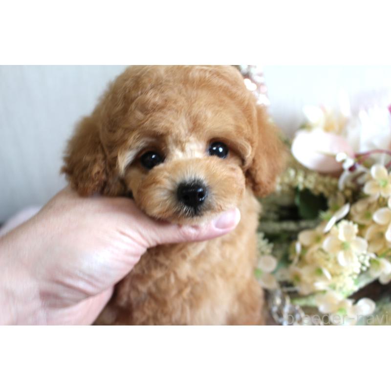 販売中の茨城県のティーカッププードル-444445の3枚目