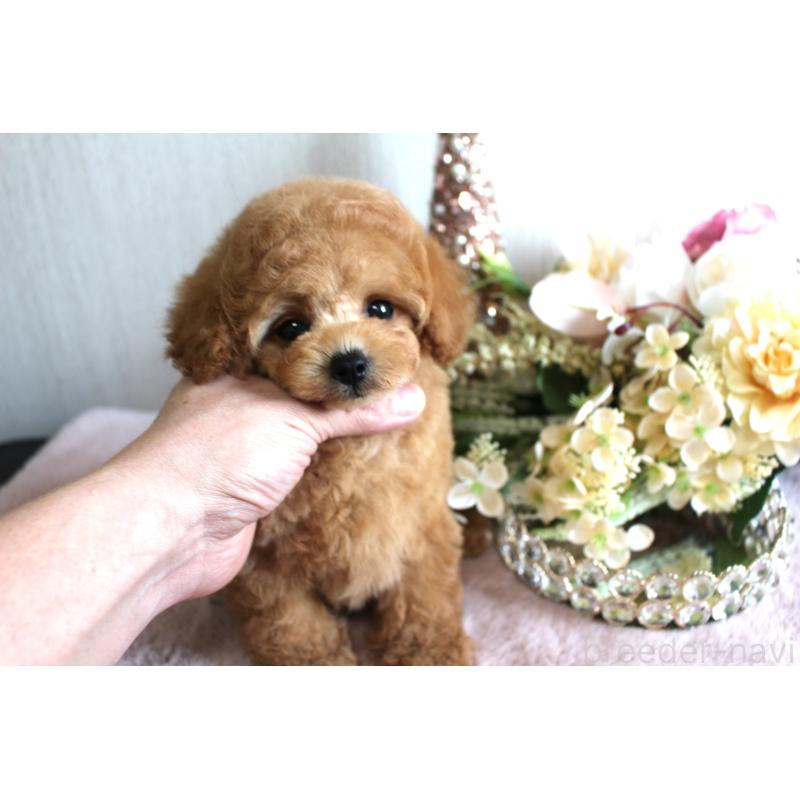 販売中の茨城県のティーカッププードル-444445の2枚目