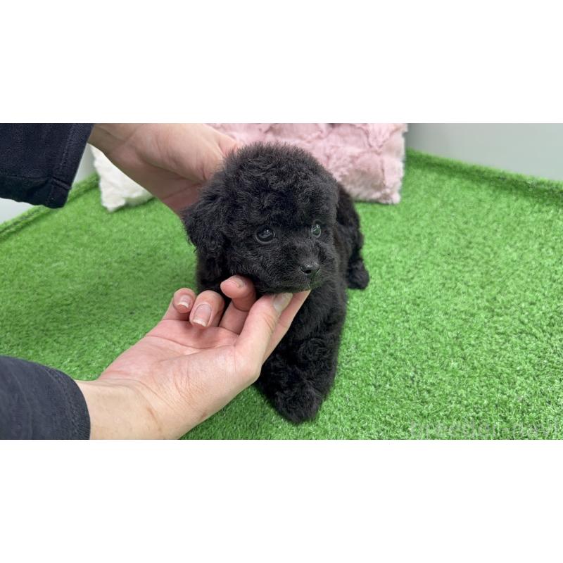 販売中の東京都のポメプー:ポメラニアン×トイプードル-444448の10枚目