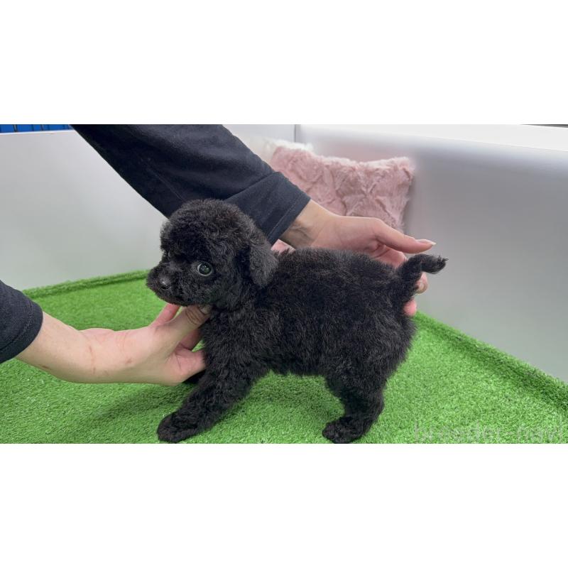 販売中の東京都のポメプー:ポメラニアン×トイプードル-444448の8枚目