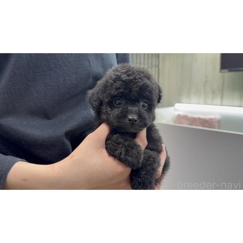 販売中の東京都のポメプー:ポメラニアン×トイプードル-444448の3枚目