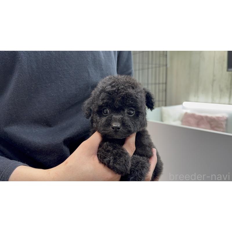 販売中の東京都のポメプー:ポメラニアン×トイプードル-444448の2枚目