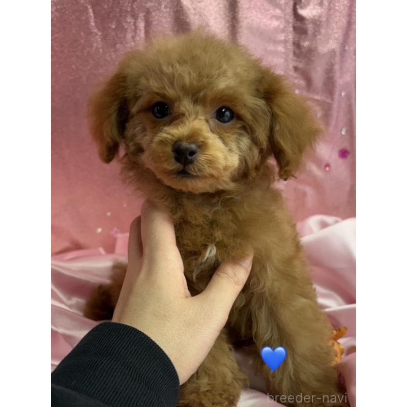 販売中の愛知県のトイプードル-429424