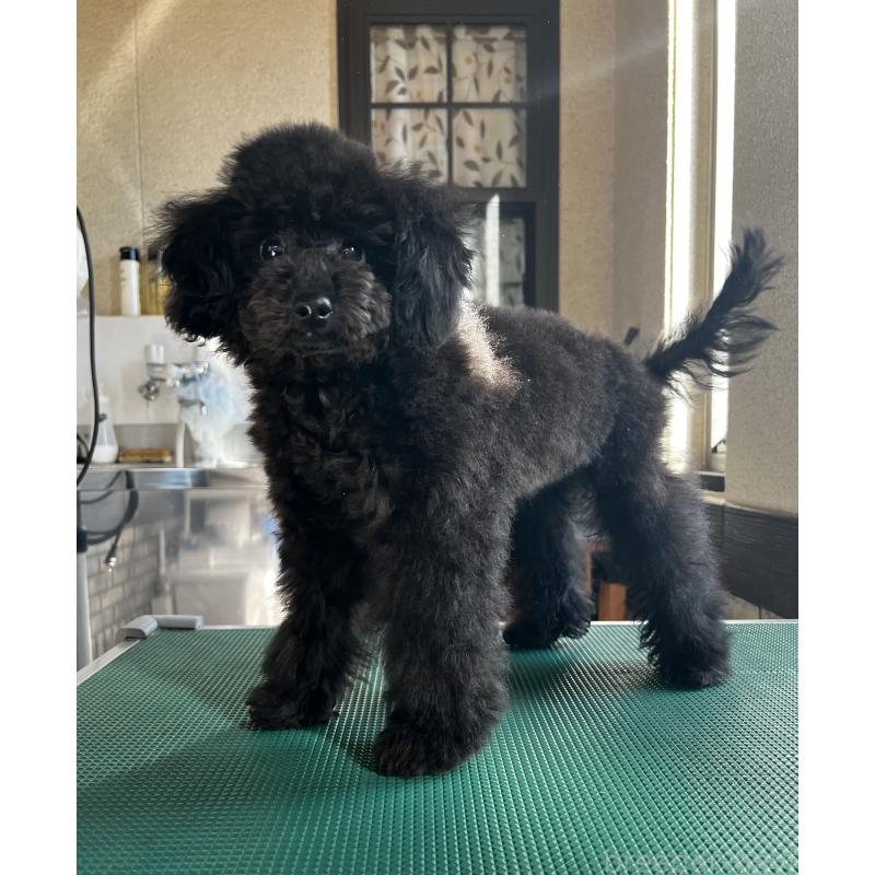 販売中の三重県のトイプードル-444453の3枚目