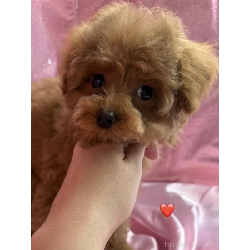 販売中の愛知県のトイプードル-429420