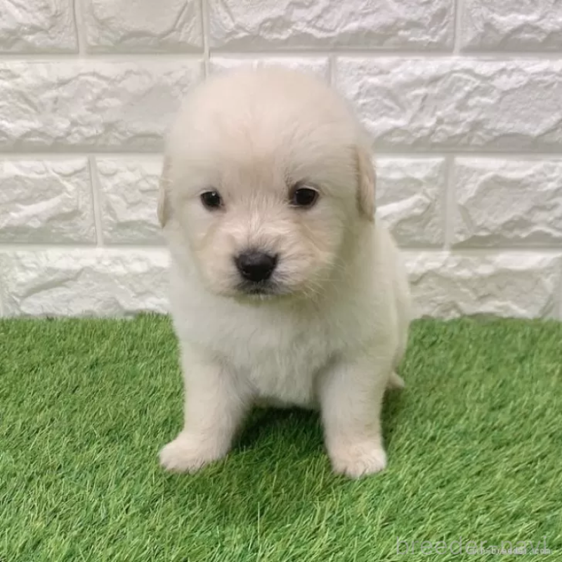 販売中ののゴールデンレトリーバー-444451