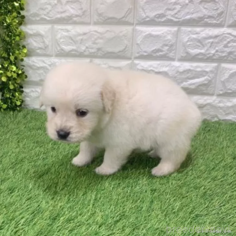 販売中の愛知県のゴールデンレトリーバー-444451の4枚目