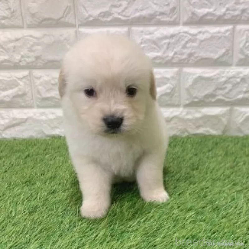 販売中の愛知県のゴールデンレトリーバー-444451の3枚目